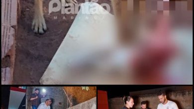 Fotos de Cachorro mata e devora outro em Sarandi; homem foi preso por maus-tratos