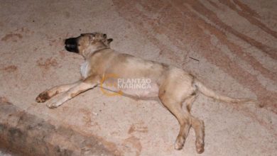 Fotos de Cachorro morre e motociclista é socorrido em estado gravíssimo após atropelamento em Maringá