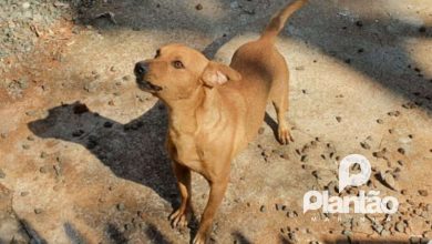 Fotos de Cães vítimas de maus-tratos são resgatados pelo bem-estar animal de Maringá