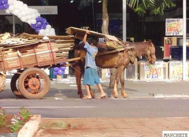 Fotos de Câmara vota fim do uso de veículos movidos a tração animal em Maringá