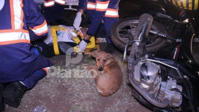 Fotos de Cão se deita ao lado de motociclista e faz companhia à vítima durante o resgate, em Maringá
