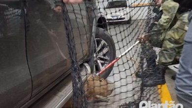 Fotos de Capivara é capturada em estacionamento de supermercado em Maringá