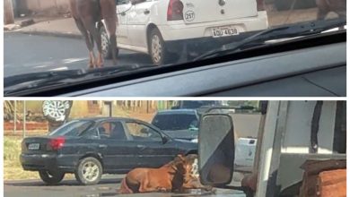 Fotos de Cavalos são puxados por carro da prefeitura de Sarandi