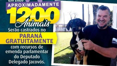 Fotos de Com recursos do Delegado Jacovós, 1200 animais serão castrados no PR
