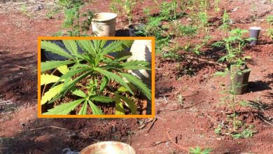 Fotos de Corpo de bombeiros localiza plantação de maconha durante combate a incêndio em vegetação em Maringá