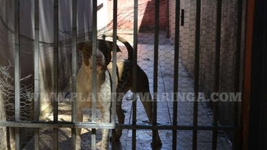 Fotos de Criança de 6 anos é atacada por cão pitbull no quintal de casa em Sarandi