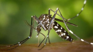 Fotos de Criança de sete anos morre em Paranavaí e há suspeita de dengue hemorrágica