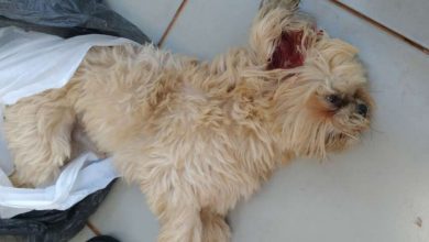 Fotos de Homem dá paulada na cabeça e mata cachorro, em Sarandi