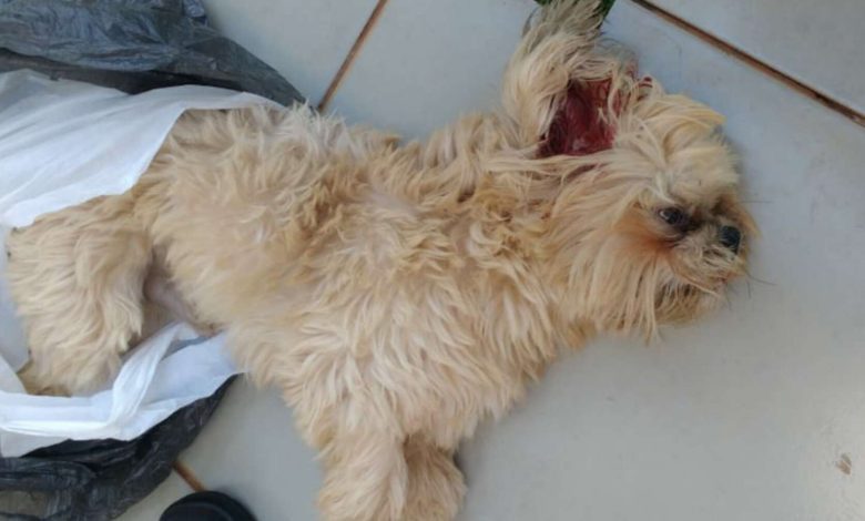Fotos de Homem dá paulada na cabeça e mata cachorro, em Sarandi