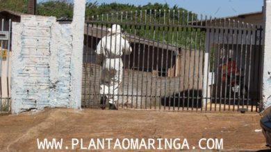 Fotos de Homem é atacado por enxame de abelhas no quintal da própria casa em Maringá