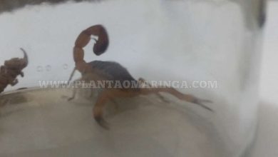 Fotos de Homem é picado por escorpião amarelo, que estava dentro do guarda roupas em Paiçandu