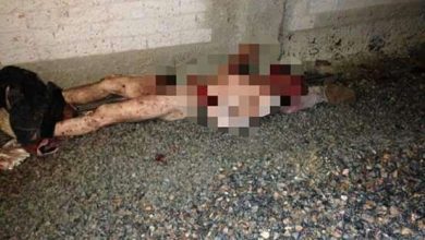 Fotos de Indivíduo pula muro para furtar, e é atacado até a morte, por rotwailers