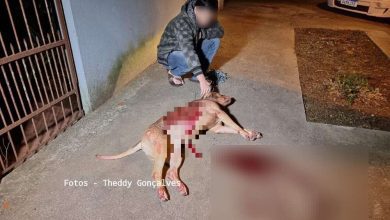 Fotos de Mãe e filha são atacadas por cão da raça pitbull em Maringá