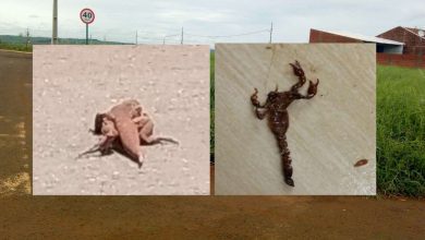 Fotos de Mato alto em terreno baldio atrai animais peçonhentos em Sarandi