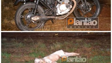 Fotos de Motociclista sofre ferimentos graves após atropelar e matar pitbull em Maringá