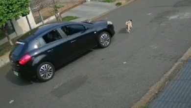 Fotos de Motorista é filmado atropelando cachorro em Maringá; vídeo