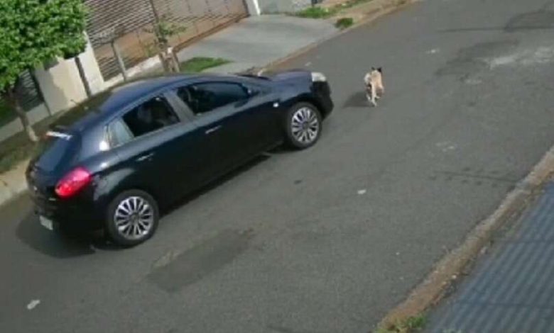 Fotos de Motorista é filmado atropelando cachorro em Maringá; vídeo