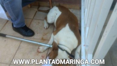 Fotos de Mulher fica ferida ao ser atacada por cão da raça pitbull em Maringá