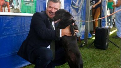 Fotos de Neste ano, 1200 animais foram castrados no Paraná com recursos do deputado