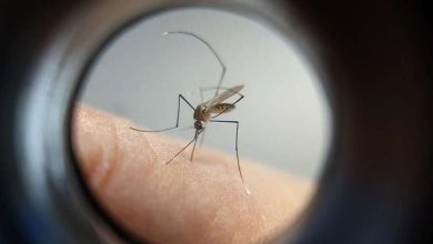 Fotos de Novo caso de febre amarela é confirmado no Paraná