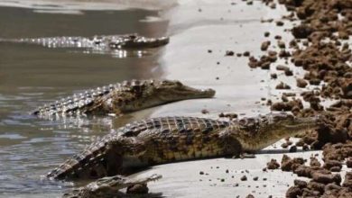 Fotos de Pastor tenta imitar Jesus andando sobre água e acaba devorado por crocodilos