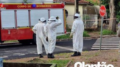 Fotos de Quatro pessoas são atacadas por enxame de abelhas em Maringá