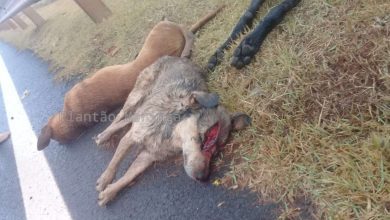 Fotos de Revoltante - cães são encontrados mortos em Mandaguaçu e suspeita é que tenham sido esfaqueados