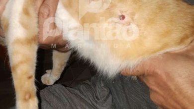 Fotos de Revoltante - gato é atingido por dois tiros de chumbinhos na barriga, em Maringá