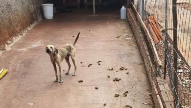Fotos de Revoltante - homem é encaminhado para delegacia por maus tratos a animais, em Maringá