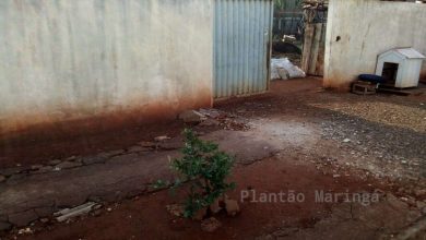 Fotos de Revoltante - ladrão arranca cabeça de filhote cachorro durante furto em Maringá