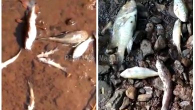 Fotos de Secretaria de meio ambiente multa empresa poluidora de córrego onde peixes foram encontrados mortos em Maringá