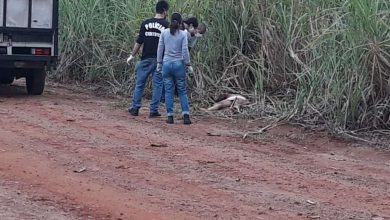 Fotos de Travesti é encontrada morta em canavial de Mandaguaçu, diz Polícia