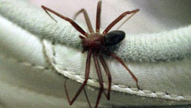 Fotos de Urgente - mulher é encaminhada ao hospital após ser picada por aranha marrom em Maringá