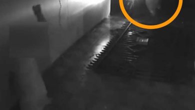 Fotos de Vídeo mostra homem arremessando cachorro, em Maringá