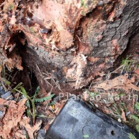 Fotos de Árvore parte ao meio após ser atingida por carro em Maringá