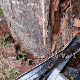 Fotos de Árvore parte ao meio após ser atingida por carro em Maringá