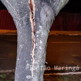 Fotos de Árvore parte ao meio após ser atingida por carro em Maringá