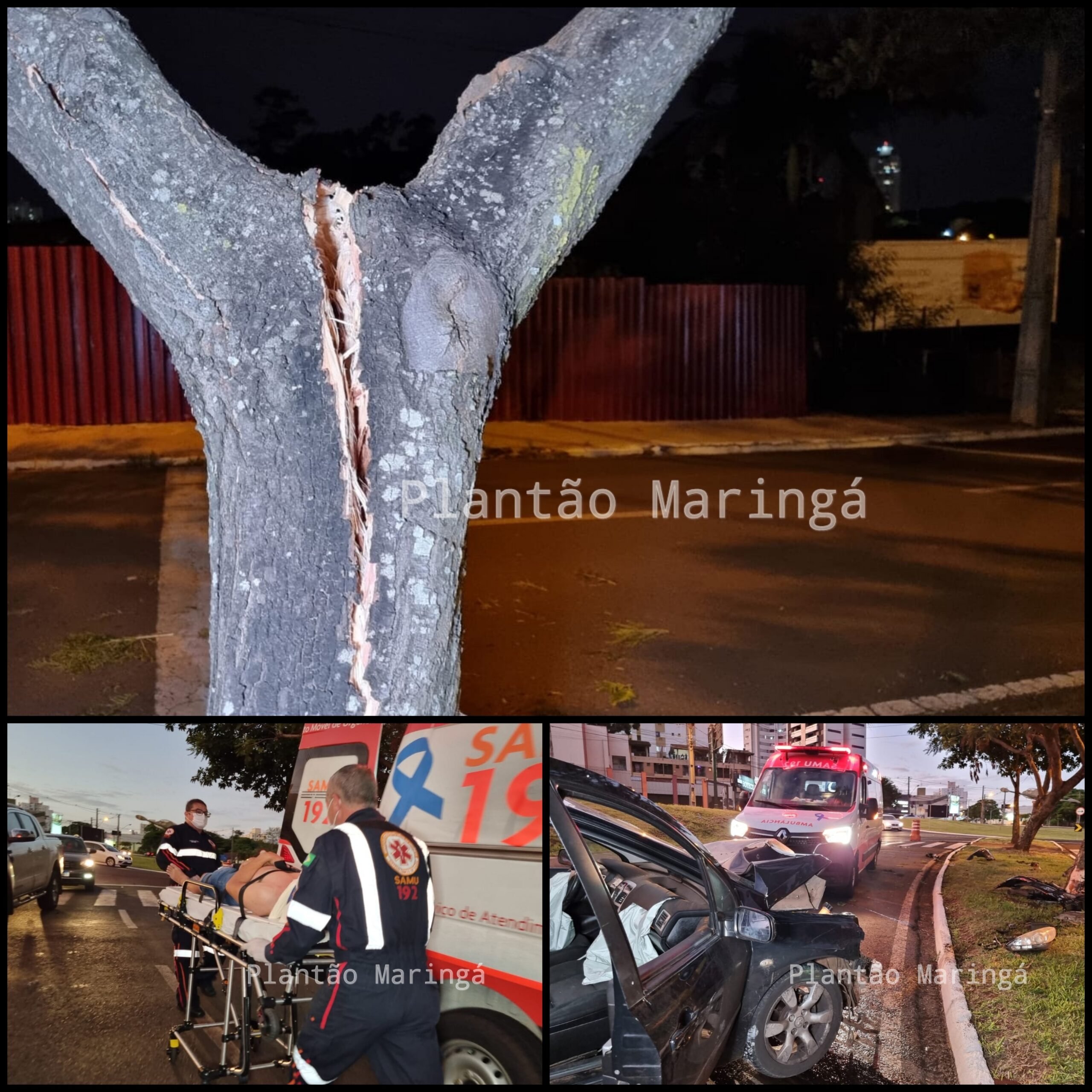 Fotos de Árvore parte ao meio após ser atingida por carro em Maringá