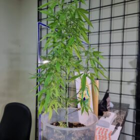 Fotos de Casal é preso pela Rotam com drogas em Sarandi