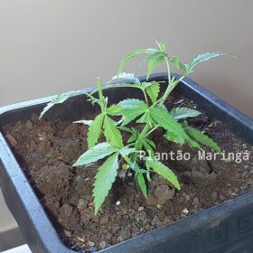 Imagens mostram homem morto pela esposa sendo socorrido em Sarandi  Foto 8 Fotos de Imagens mostram homem morto pela esposa sendo socorrido em Sarandi