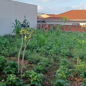 Fotos de Jovem de 25 anos é encontrado morto em terreno baldio em Mandaguaçu