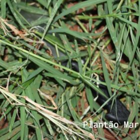 Fotos de Pistola utilizada para matar mulher na frente da filha de 6 anos em Sarandi é apreendida pela PC