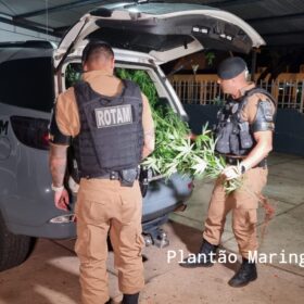 Fotos de Homem é preso com vários pés de maconha em casa em Maringá