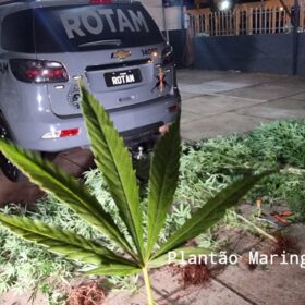 Fotos de Homem é preso com vários pés de maconha em casa em Maringá