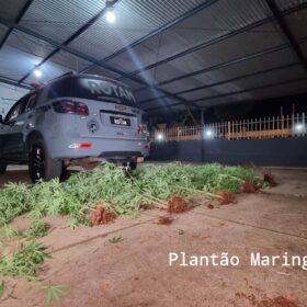 Fotos de Homem é preso com vários pés de maconha em casa em Maringá