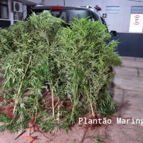 Fotos de Homem é preso com vários pés de maconha em casa em Maringá