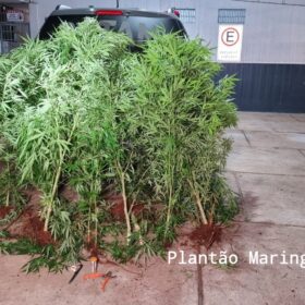 Fotos de Homem é preso com vários pés de maconha em casa em Maringá
