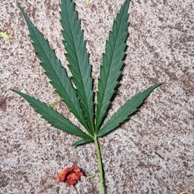 Fotos de Homem é preso com vários pés de maconha em casa em Maringá
