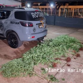 Fotos de Homem é preso com vários pés de maconha em casa em Maringá