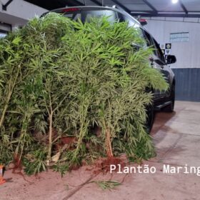 Fotos de Homem é preso com vários pés de maconha em casa em Maringá